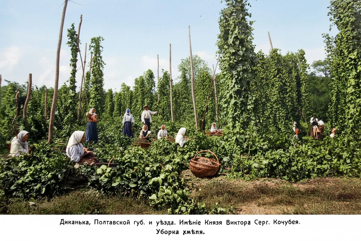 Dikanka. Hop harvest
