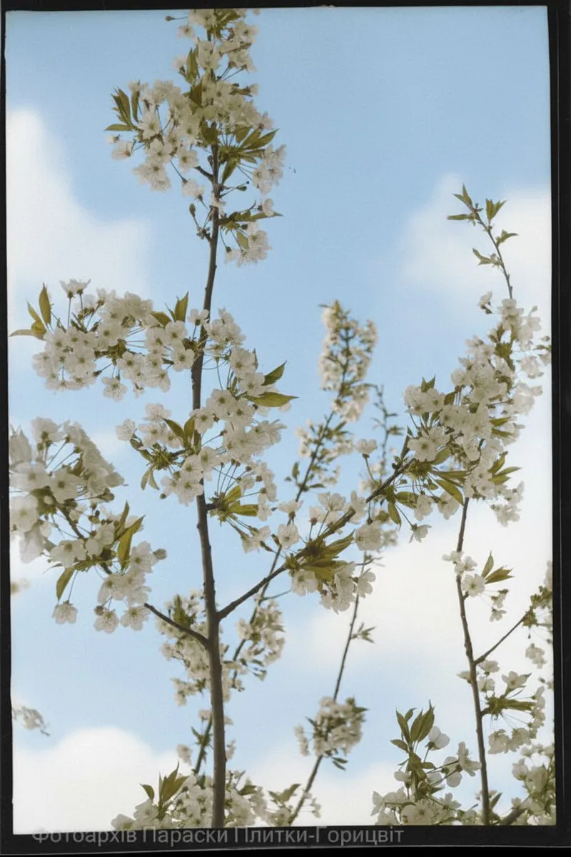 Cherry blossoms against the sky