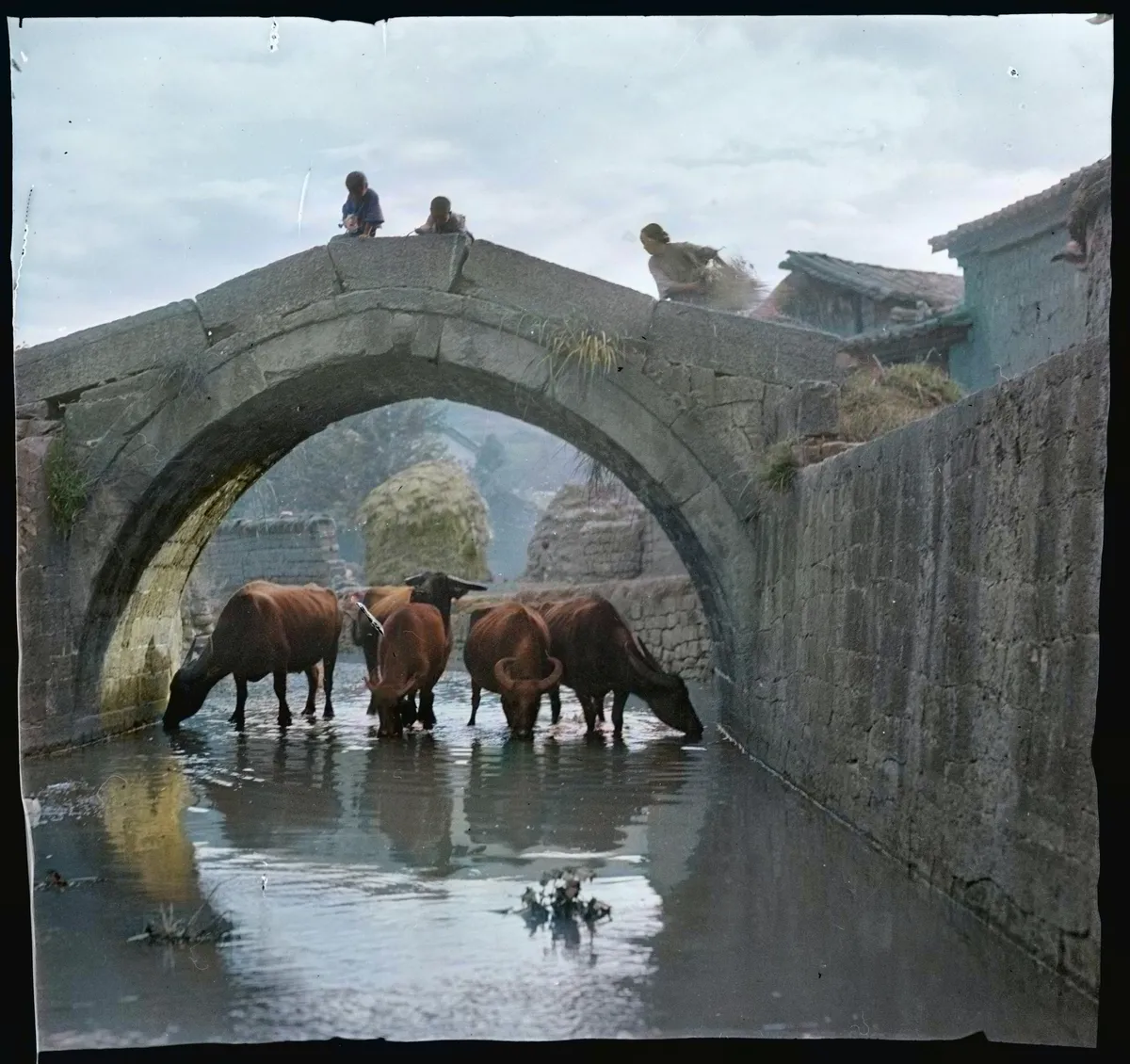 Водопій під мостом в місті провінції Юньнань від Софії Яблонської Водопій під мостом в місті провінції Юньнань від Софії Яблонської